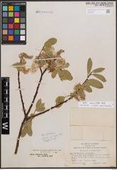 Foto von Salix commutata Bebb